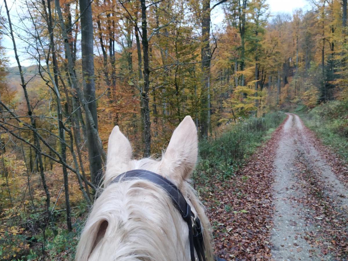 L'Echappee Verte - Gite Equestre 5 Pers Soucht Luaran gambar