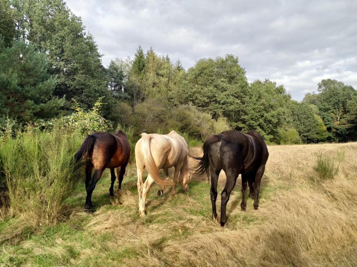 L'Echappee Verte - Gite Equestre 5 Pers Soucht Luaran gambar
