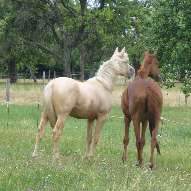 L'Echappee Verte - Gite Equestre 5 Pers Soucht Bilik gambar