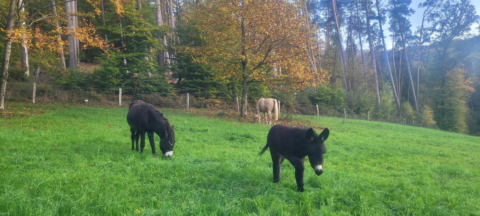 L'Echappee Verte - Gite Equestre 5 Pers Soucht Luaran gambar