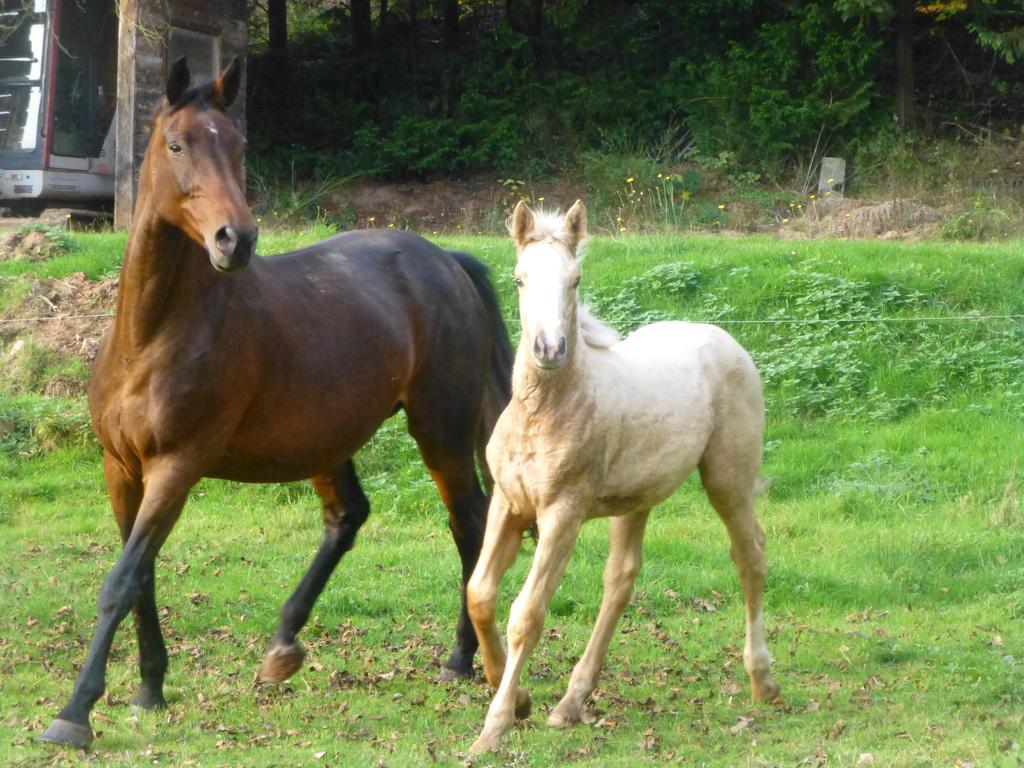 L'Echappee Verte - Gite Equestre 5 Pers Soucht Luaran gambar