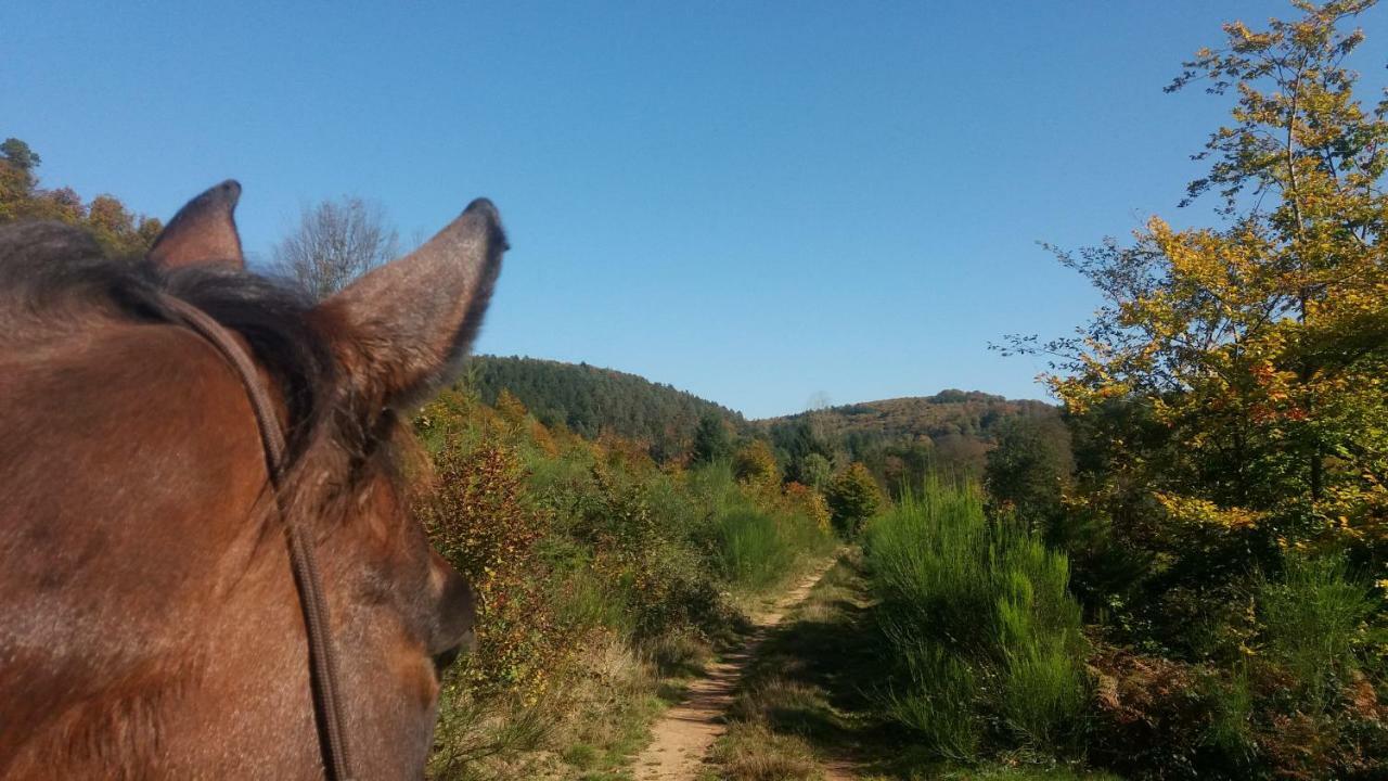 L'Echappee Verte - Gite Equestre 5 Pers Soucht Luaran gambar